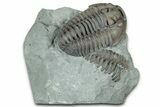 Prone Flexicalymene Trilobite - Mt Orab, Ohio #329805-1